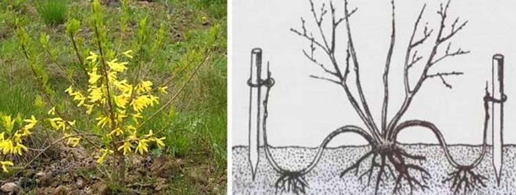 comment multiplier son forsythia