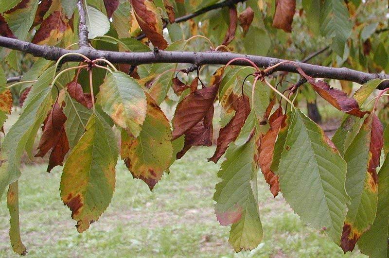 comment empêcher son forsythia d'attraper des maladies ou de se faire attaquer par les ravageurs