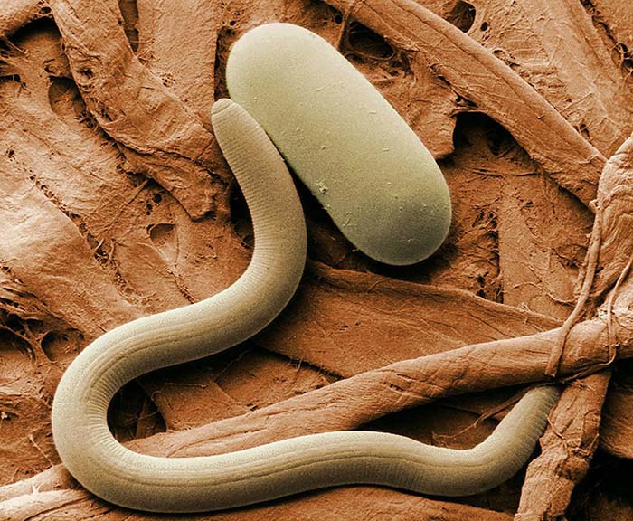 nematode à tiges et à bulbes parasite du radis