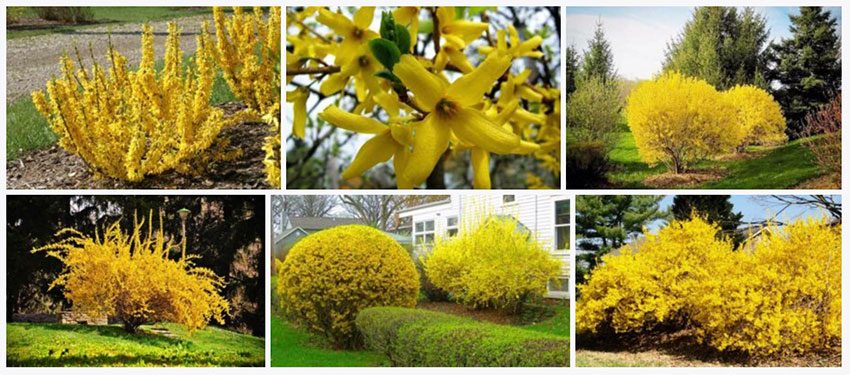 photos de forsythia