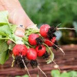 Jardinage : astuces pour prévenir la fente des radis au potager