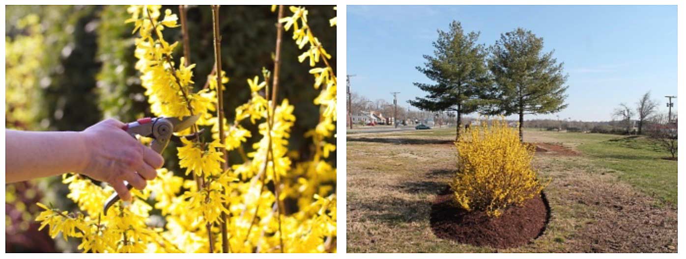 transplanter et garder floraison de forsythia