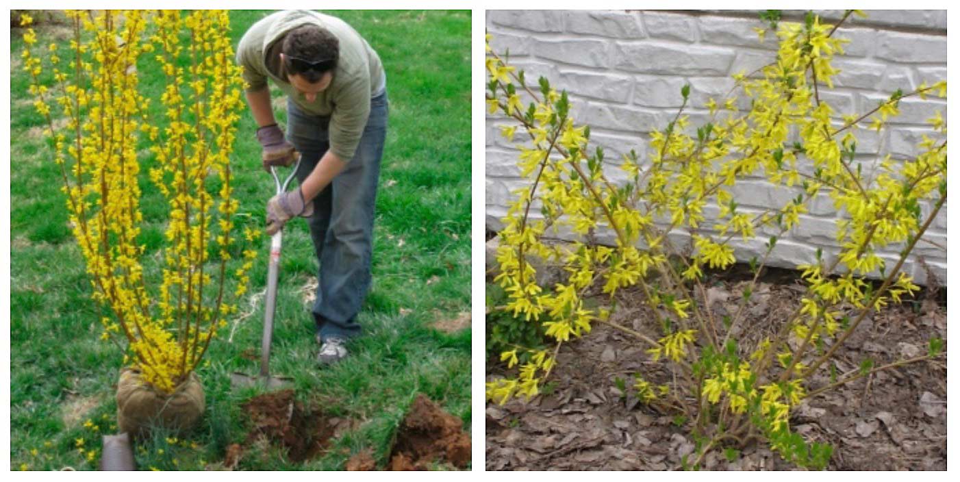 avoir des forsythia qui fleurissent bien