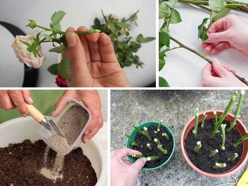 Bouture De Rosier A Partir D Un Bouquet Quand et comment faire ses boutures de rosiers ? Petit guide pour