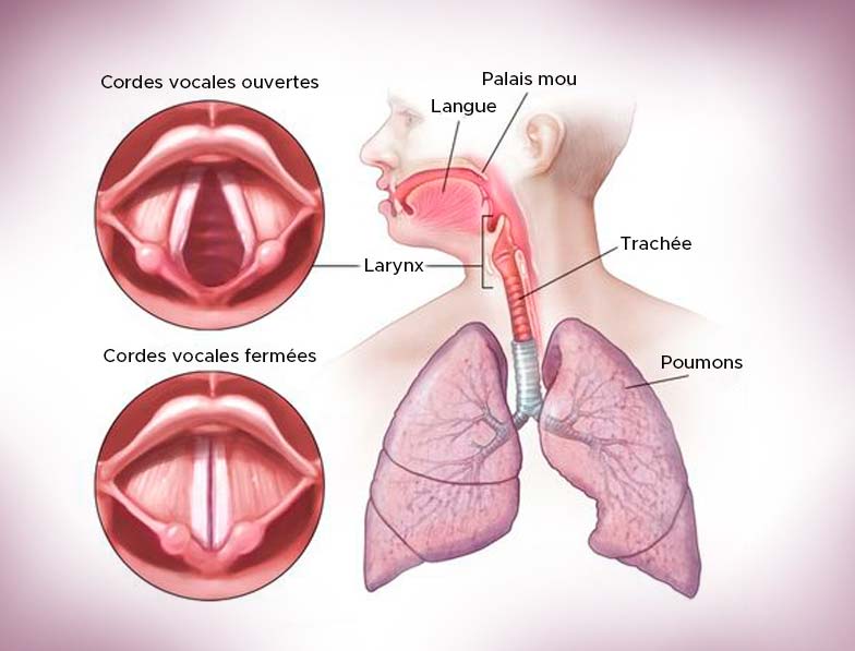 extinction de voix : schéma renforcement des cordes vocales