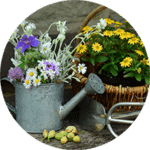 remèdes de grand-mères pour prendre soin de son jardin : nuisibles floraison, récolte