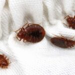 Éliminer les punaises de lit : traitements efficaces contre les insectes, œufs et larves pour une solution durable