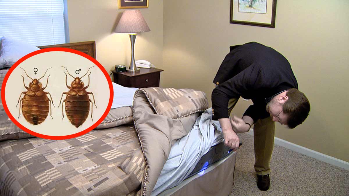 que chercher pour trouver présence punaises de lit dans chambre d'hôtel ?