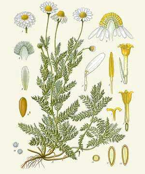 Camomille romaine (Anthemis nobilis)