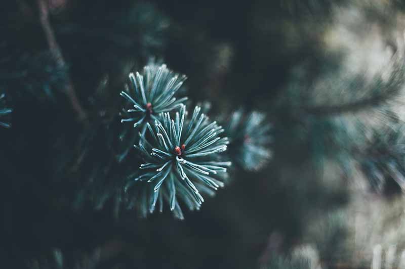 quel sapin plus odorant