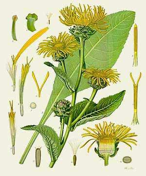Aunée (Inula helenium) Aunée (Inula helenium)
