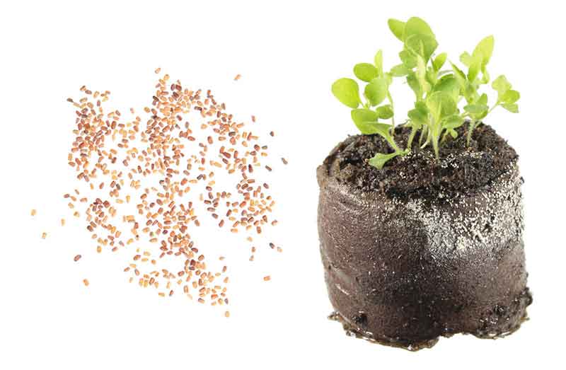 Vous pouvez faire pousser des plants de digitale dans des comprimés de tourbe.