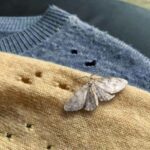 Pourquoi les mites infestent-elles les vêtements