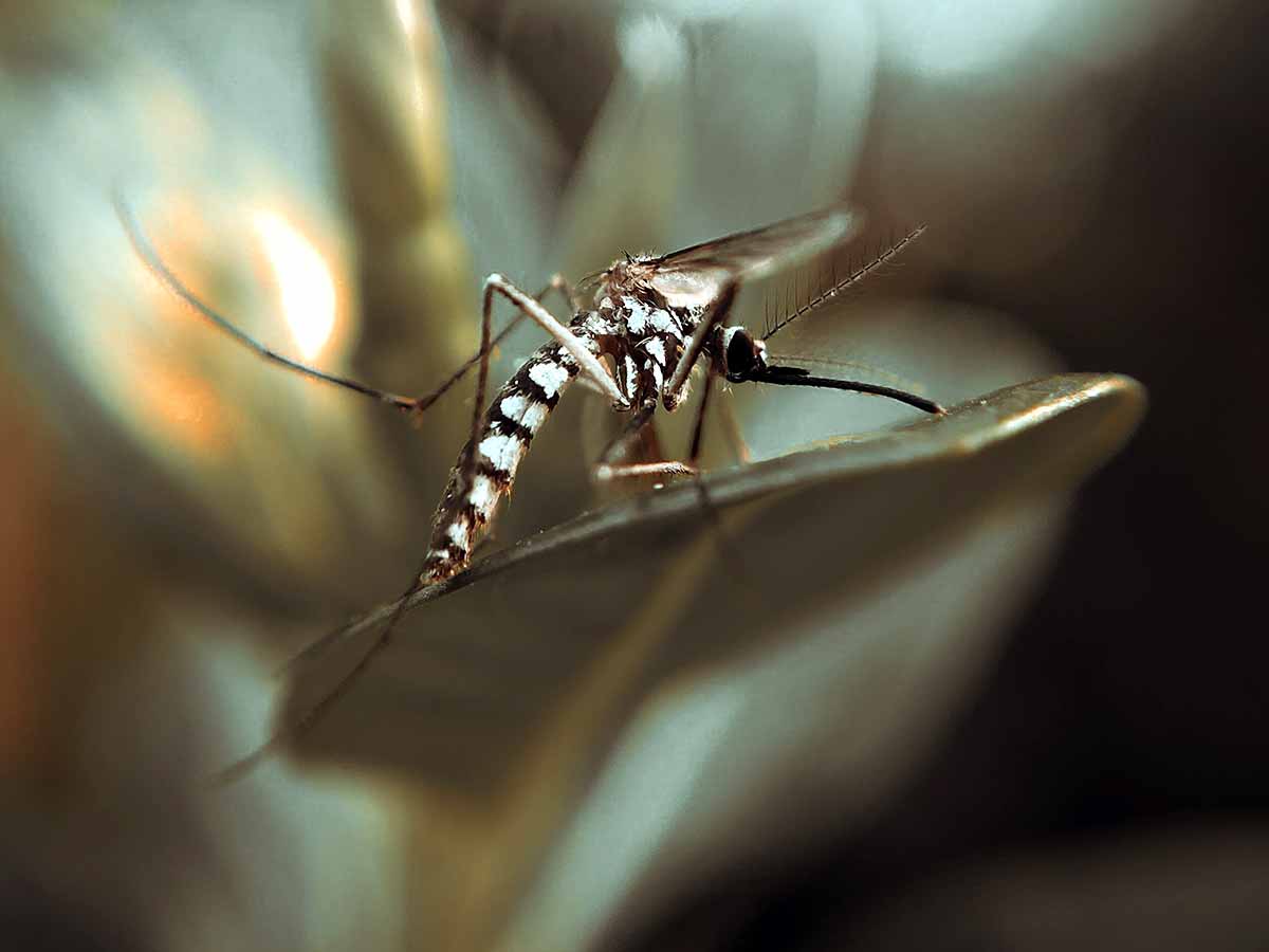 30 faits incroyables à connaitre sur les moustiques