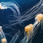Uriner sur une piqûre de méduse ? Surtout pas : Voici que faire en urgence