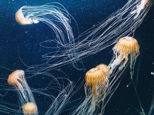 ne surtout pas uriner sur une piqure de méduse