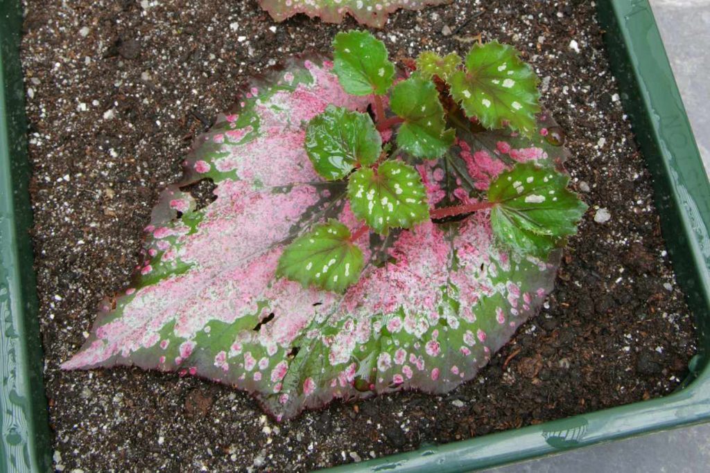 Propagation des bégonias - boutures de bégonias de nouvelles feuilles commencent à naître