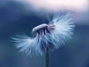 4 aliments pour lutter contre les allergies