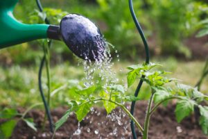 comment adapter jardin secheressse