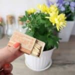 L'astuce surprenante des allumettes pour protéger vos plantes d'intérieur