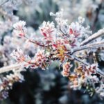 Sauvez vos plantes du froid printanier : astuces incontournables