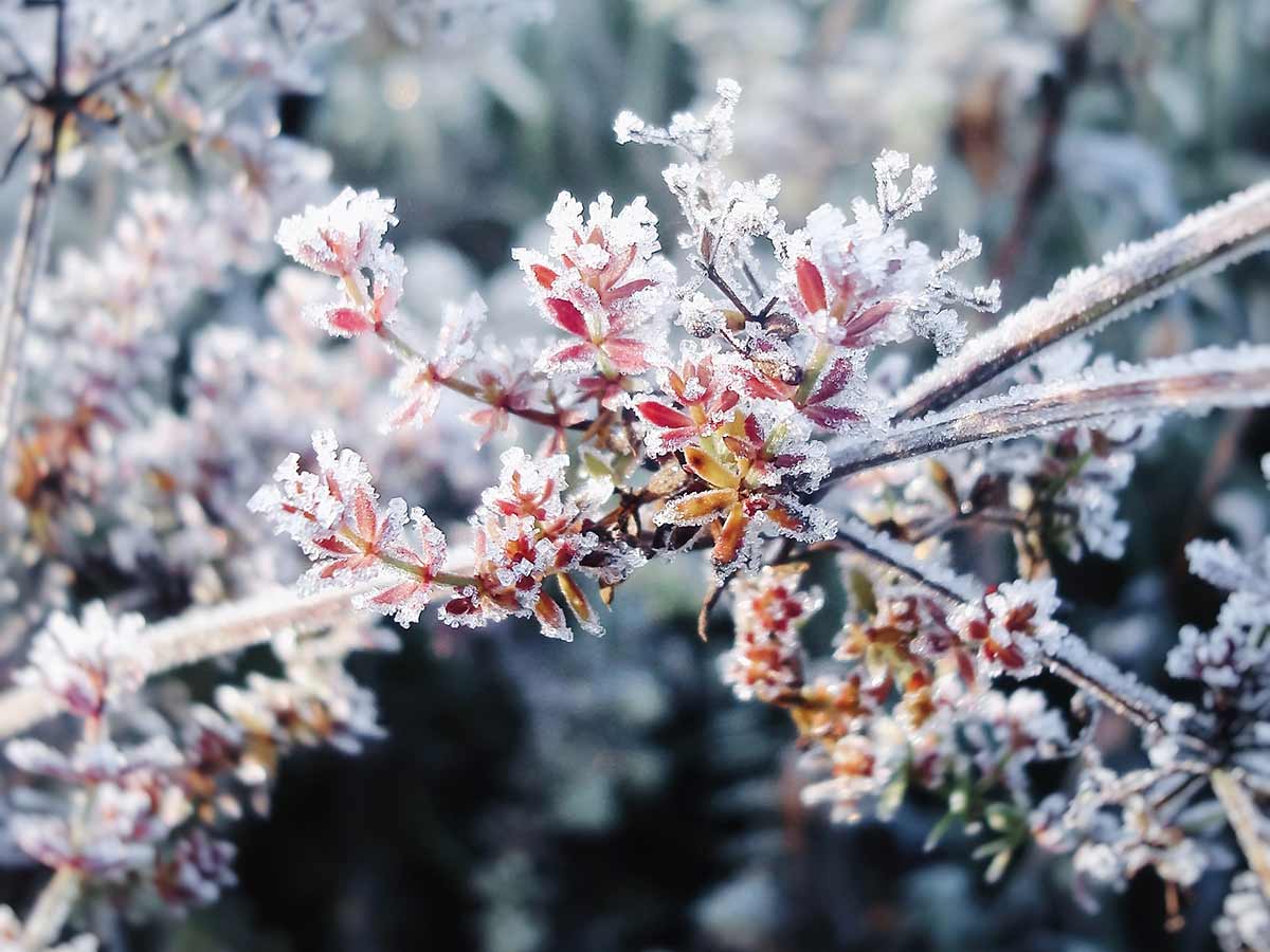 protéger les plantes des dernières vagues de froid