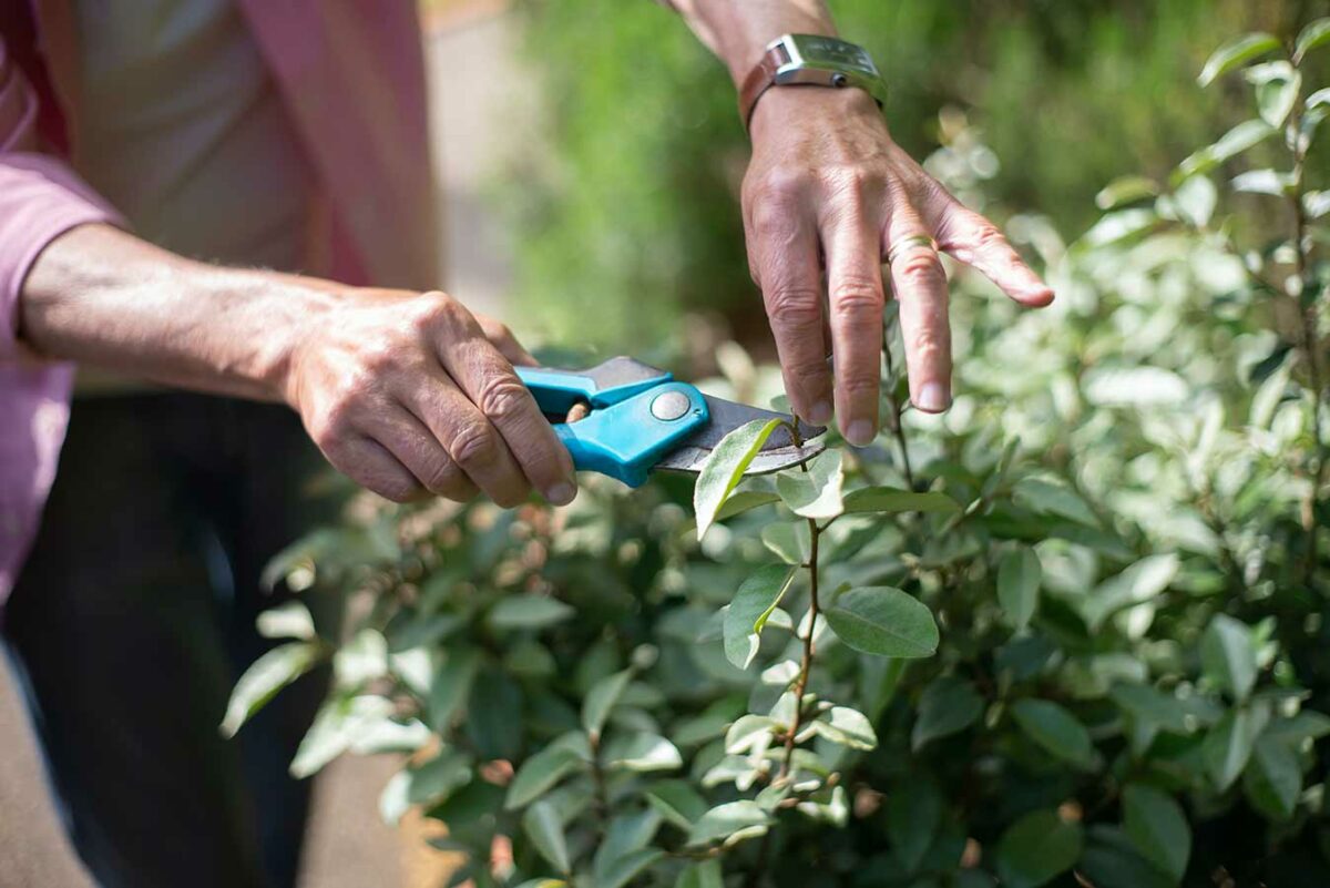 que tailler ou pas au printemps au jardin