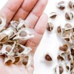 Les graines de Moringa : un trésor ancestral pour votre bien-être