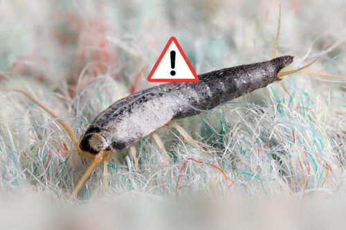 poisson d'argent attention allergies