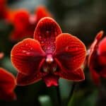 Les meilleurs engrais pour prendre soin de vos orchidées toute l’année