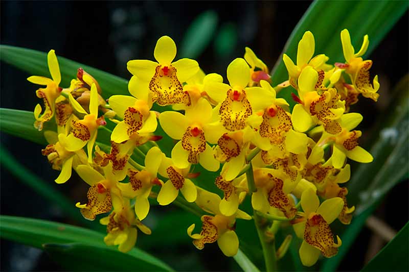 Les orchidées Oncidium sont adaptées à la culture en extérieur et apprécient un emplacement mi-ombragé