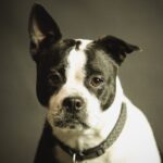 DIY - Un collier anti-puces naturel pour chien à faire chez soi