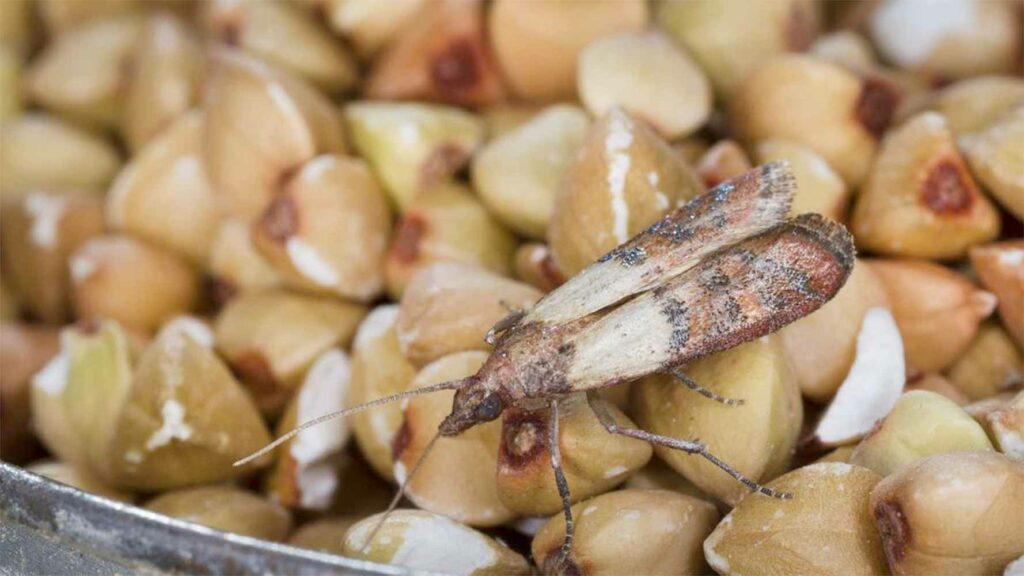 comment éliminer et prévenir les mites alimentaires : guide complet