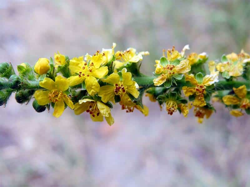 Aigremoine - polypes cordes vocales