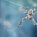 Pourquoi il faut laisser les araignées dans la maison plutôt que les chasser