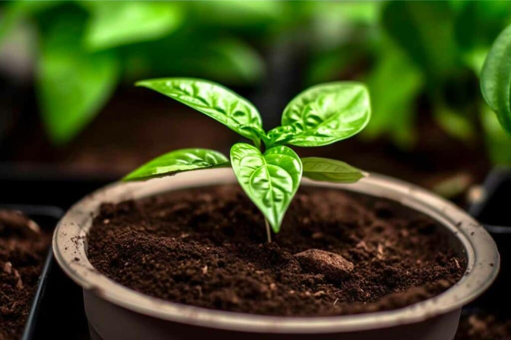 avantage du marc de café pour les plantes