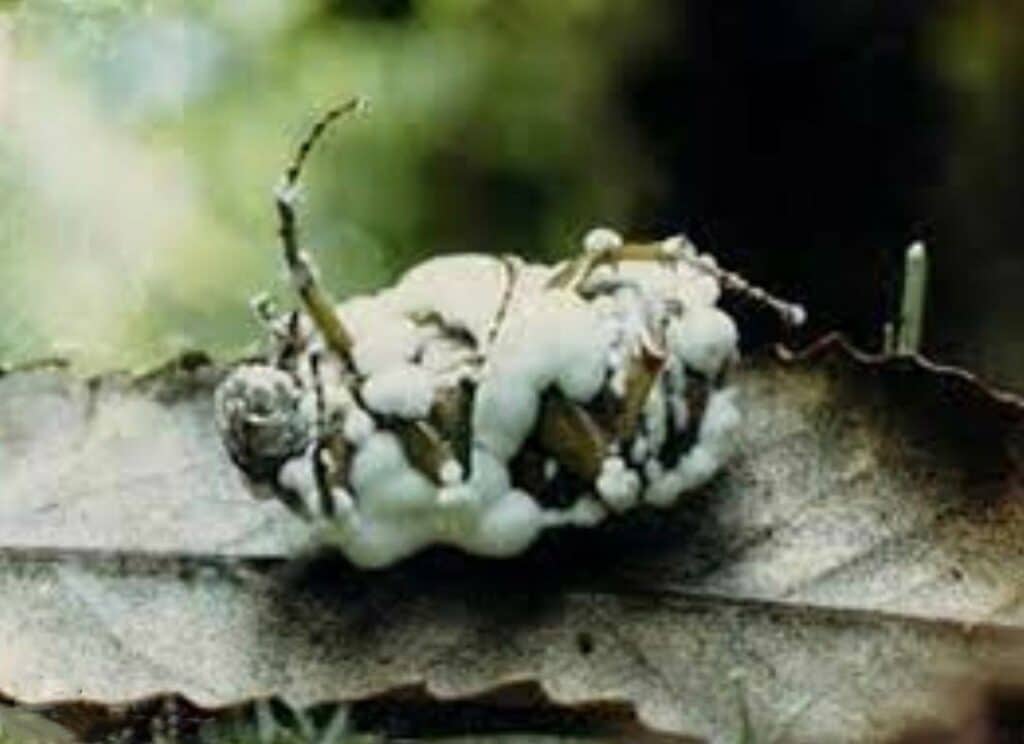 Le champignon entomopathogène Beauveria bassiana pour éliminer les doryphores