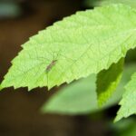 Ces plantes qui repoussent les moustiques naturellement au jardin