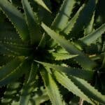 Vous avez de l’Aloe Vera chez vous ? Voici 41 façons astucieuses de l’utiliser au quotidien