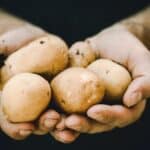 Savourez la pomme de terre en toute sécurité : comprendre les risques d'intoxication alimentaire