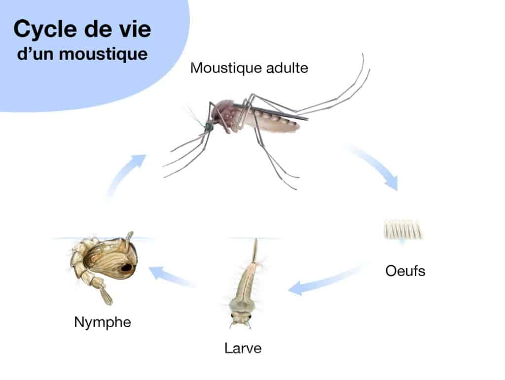 cycle de vie du moustique
