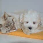 Adoption d’un chien ou d’un chat : Tout ce qu’il faut savoir avant de se lancer