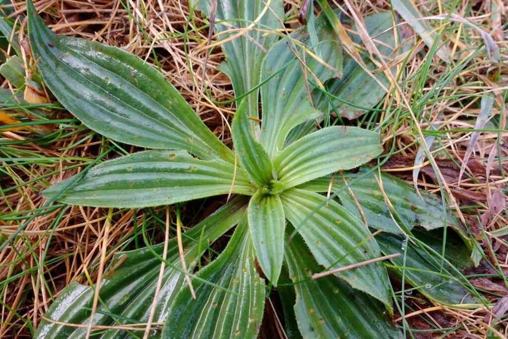 feuilles de plantain lancéolé médicinal