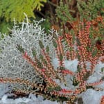 Créer un coin de verdure hivernal sur votre balcon