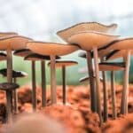 Astuces pour réussir la culture de champignons en automne
