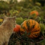 Protégez vos chats des dangers liés aux décorations d'automne