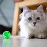 Recyclage créatif : Astuces pour créer des jouets faits maison pour chats