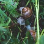 Les secrets de grand-mère pour la protection naturelle des plantes