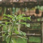 Jardins en sursis : Réparer après Ciaran, se prémunir face à Domingos