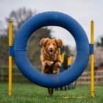Sports canins : Une approche ludique pour renforcer la forme physique de votre chien